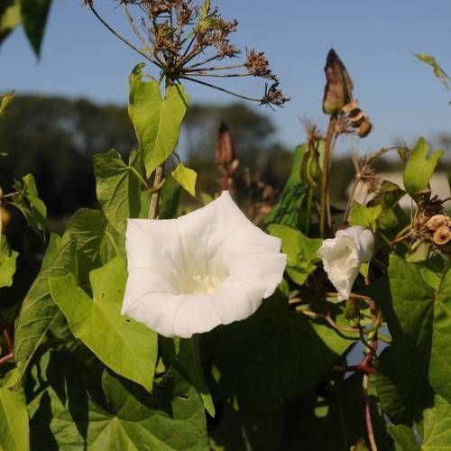 white flowers with white stamens, lime-green leaves and green-brown stems