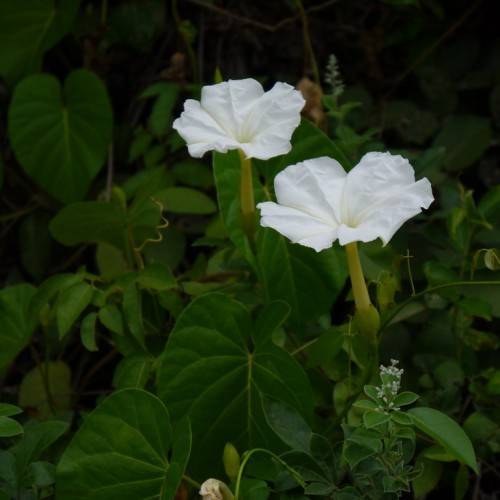 white flowers with green leaves and yellow stems