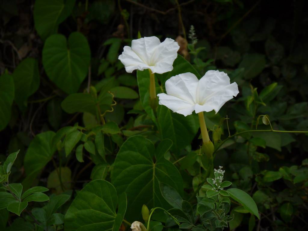white flowers with green leaves and yellow stems



