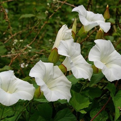 White flower, lime-red sepal, lime stem and green leaves.