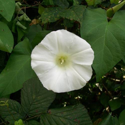 a white flower with off-white stamens, light-yellow center, green leaves and stems