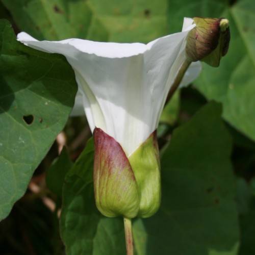 a white flower with lime-red sepals, lime-purple bud, stem and green leaves