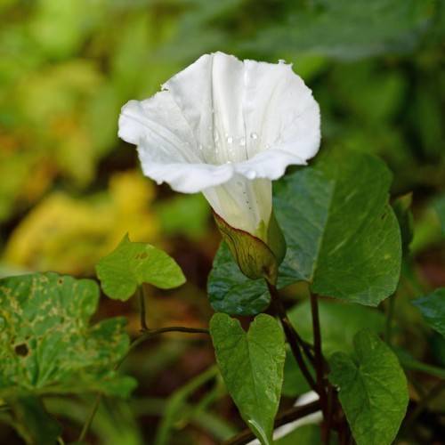 a cream-white flower with lime-purple sepals, green leaves and brown stems