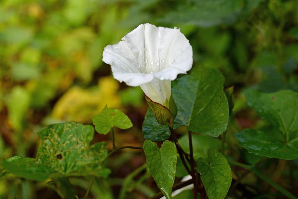 a cream-white flower with lime-purple sepals, green leaves and brown stems
