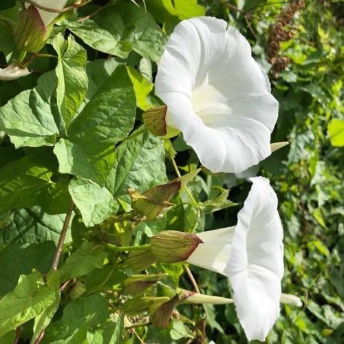 cream-white flowers with lime-purple sepals, green leaves and stems