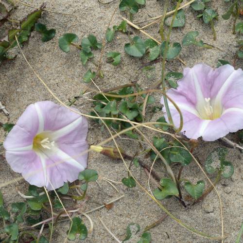 purple-white flowers with off-white stamens, light-yellow center, green leaves and green-yellow stems