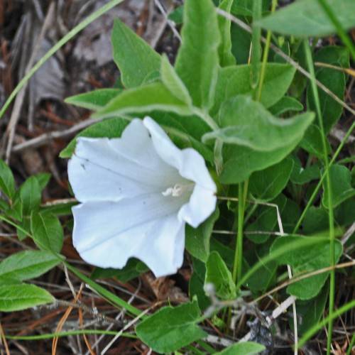 a white flower with white stamens, green leaves and stems