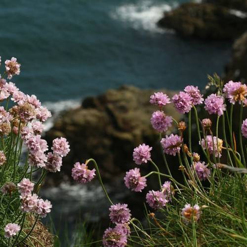 pink-brown flowers with green foliage and stems