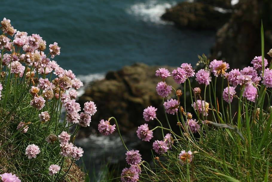 pink-brown flowers with green foliage and stems