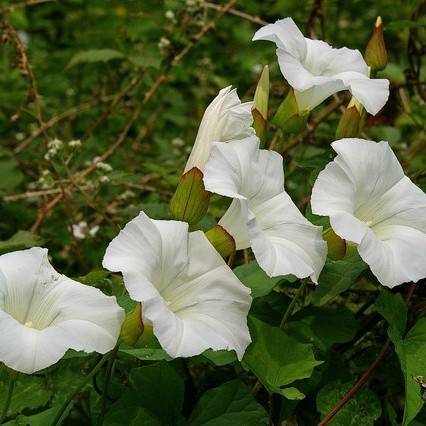 cream-white flowers with lime-red sepals, green leaves and stems
