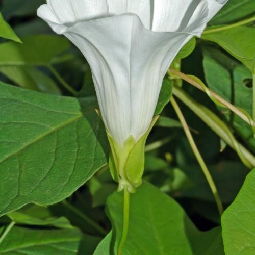 white flower with lime sepals, green leaves and lime stems
