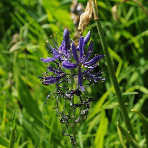 blue-purple flowers with blue filaments, yellow anthers, green leaves and stems