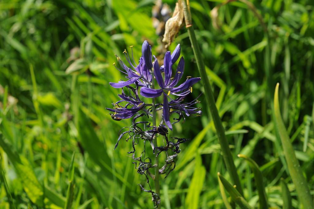 blue-purple flowers with blue filaments, yellow anthers, green leaves and stems