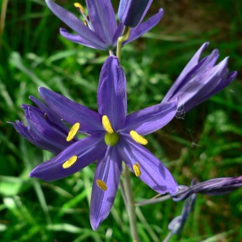 Indigo flower, buds and filaments, yellow anthers, green center and gray-green stem.
