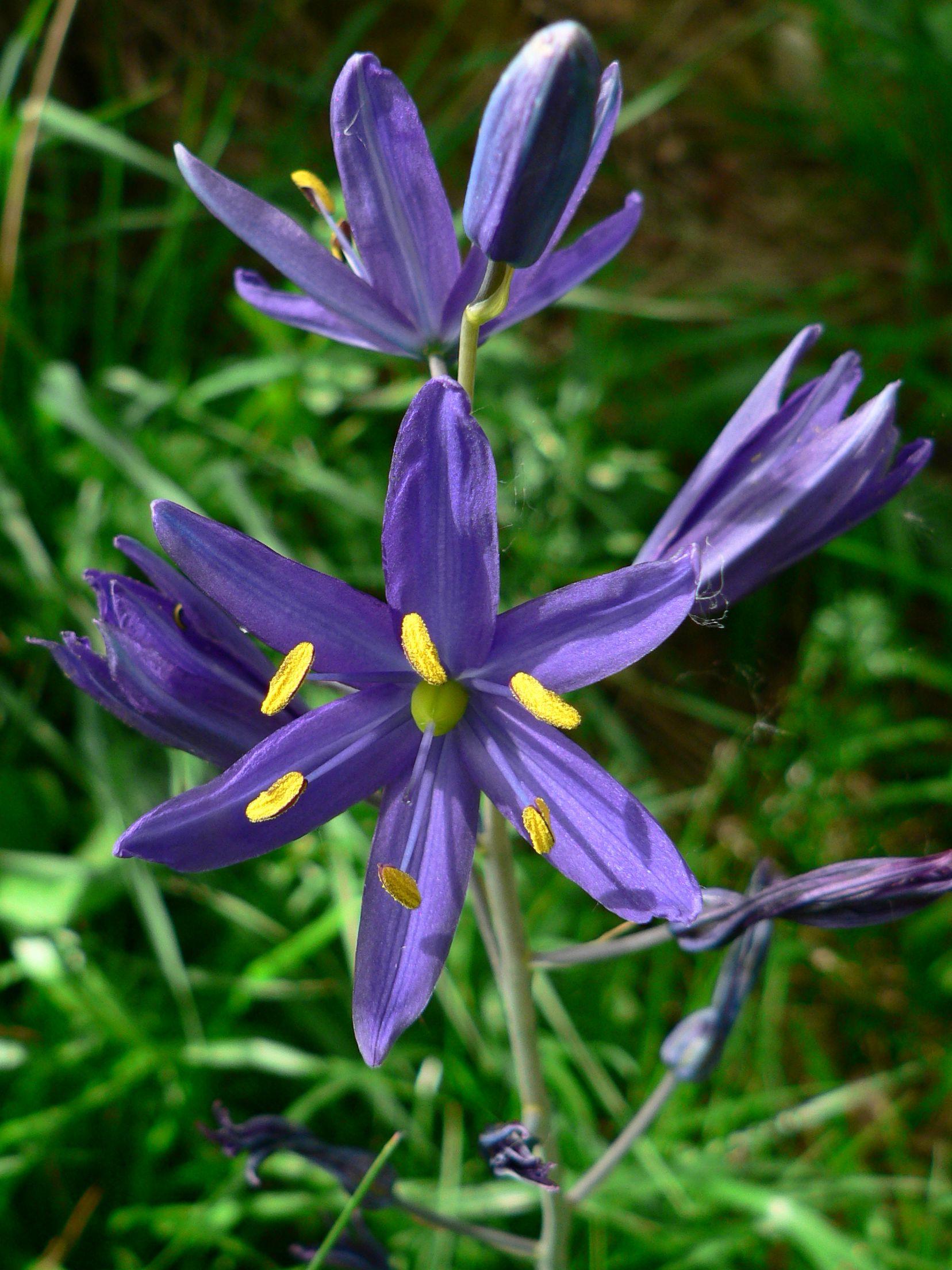 blue flowers with yellow anthers, blue filaments, gray-green stems, and green leaves