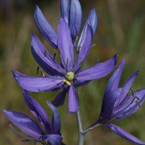 blue flowers with black-yellow anthers, blue filaments, lime ovary and blue-gray stems
