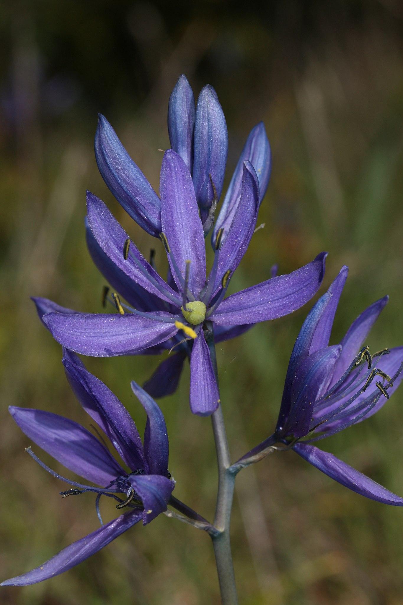 blue flowers with black-yellow anthers, blue filaments, lime ovary and blue-gray stems