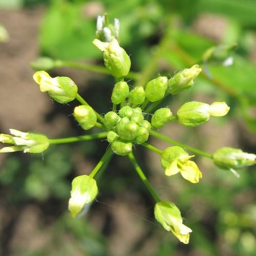 yellow-white flowers with lime sepals, buds and lime stems