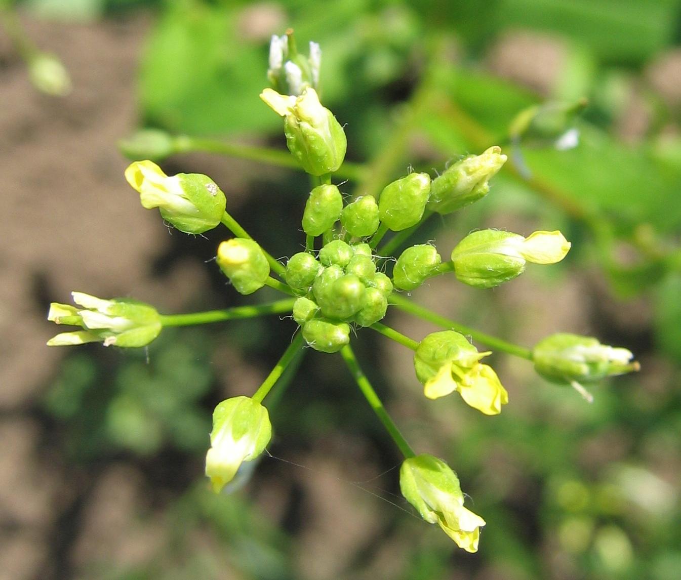 yellow-white flowers with lime sepals, buds and lime stems