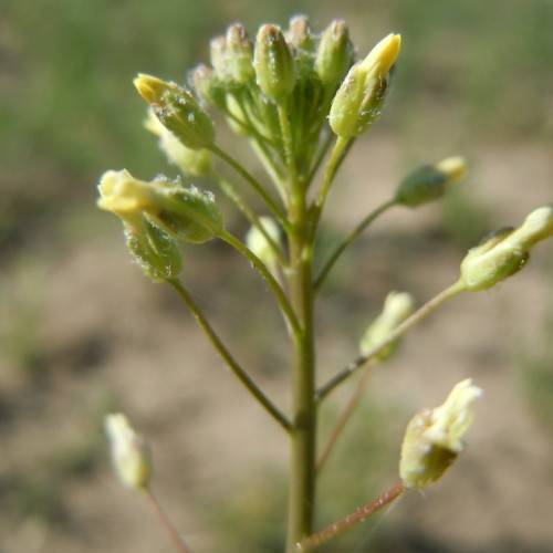yellow buds with light-green sepals and lime-red stems