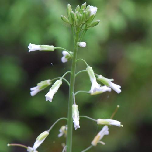 white flowers with light-green sepals, buds and green stems