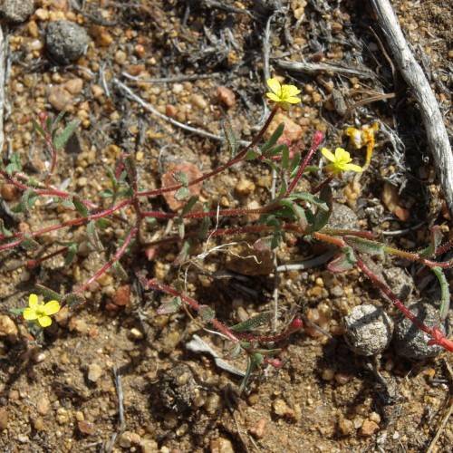 yellow flowers with yellow stamens, green leaves and red stems