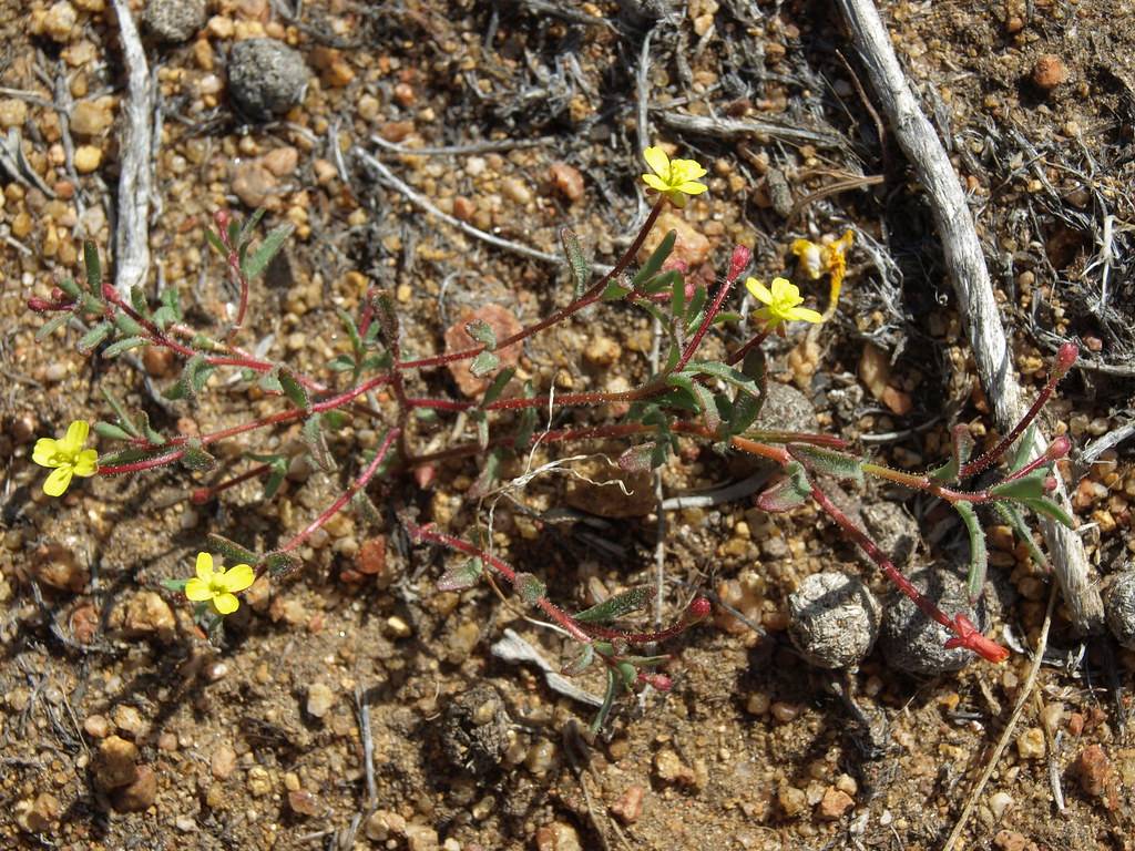 yellow flowers with yellow stamens, green leaves and red stems