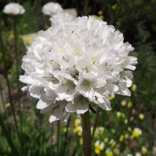white flowers with white filaments, yellow-gray anthers, green leaves and brown stems