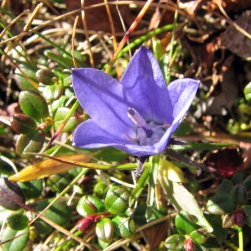 a blue flower with pink stamens, lime-pink foliage and stems