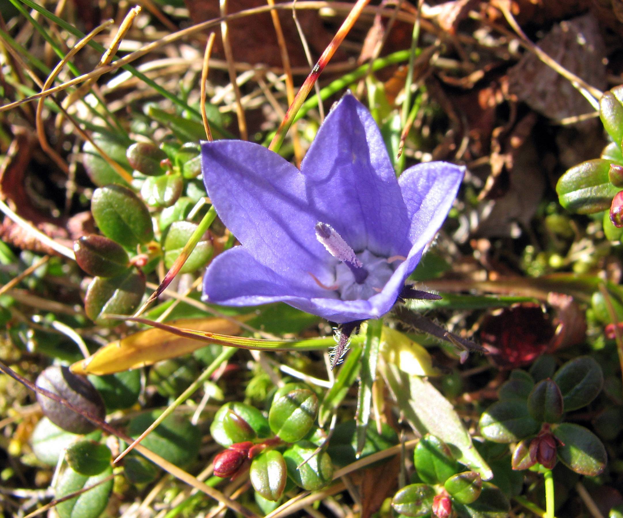 a blue flower with pink stamens, lime-pink foliage and stems