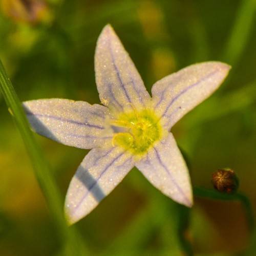 a white-purple flower with a lime-yellow center, yellow stamens and green stems