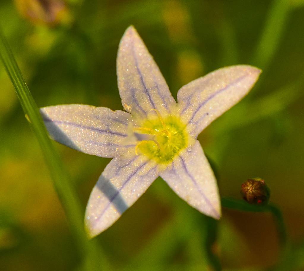 a white-purple flower with a lime-yellow center, yellow stamens and green stems