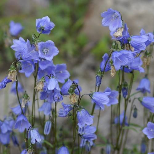 light-blue flowers with light-blue stamens, green sepals, green leaves and brown stems