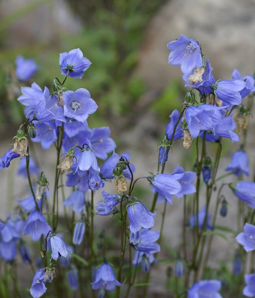 light-blue flowers with light-blue stamens, green sepals, green leaves and brown stems