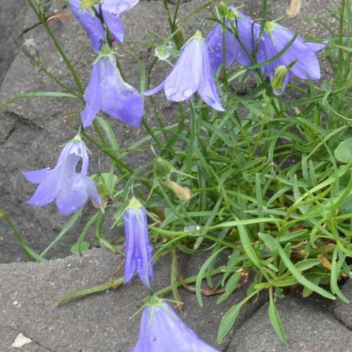light-blue flowers with green foliage and stems