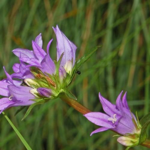 light-purple flowers with white-purple buds, green sepals and brown stems