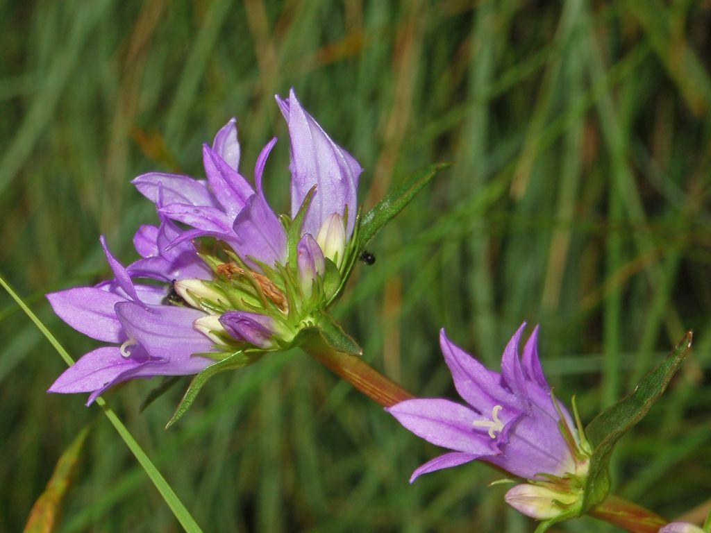 light-purple flowers with white-purple buds, green sepals and brown stems