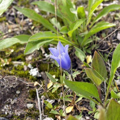 a light-blue flower, black sepals, light-green leaves and brown stems