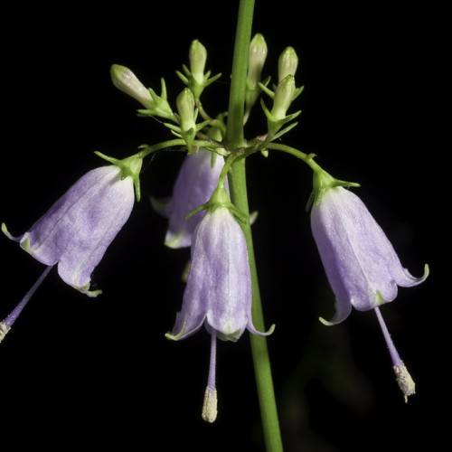 light-purple flowers with yellow stigmas, purple styles, light-green sepals, buds and stems