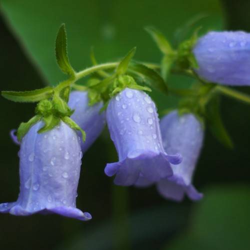 light-blue flowers with lime-green sepals, leaves and lime stems