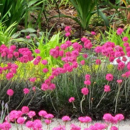 green leaves and pink flowers on gray-green stems.
