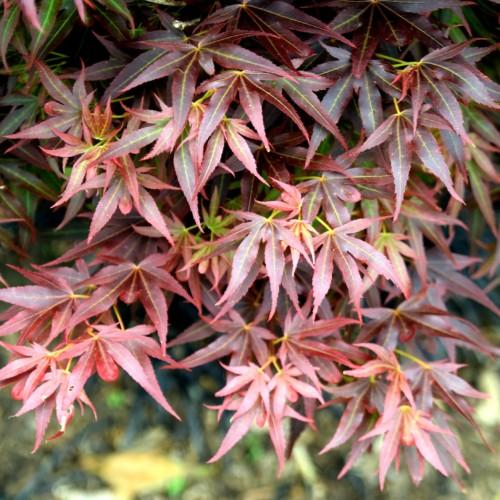 pink-green leaves with yellow stems