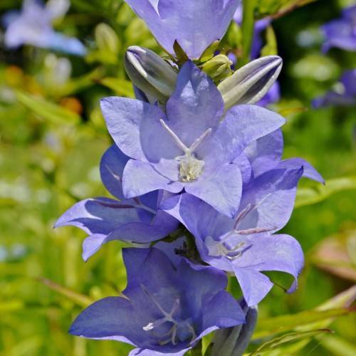 light-blue flowers with lavender stigmas, cream stamens, and lime leaves