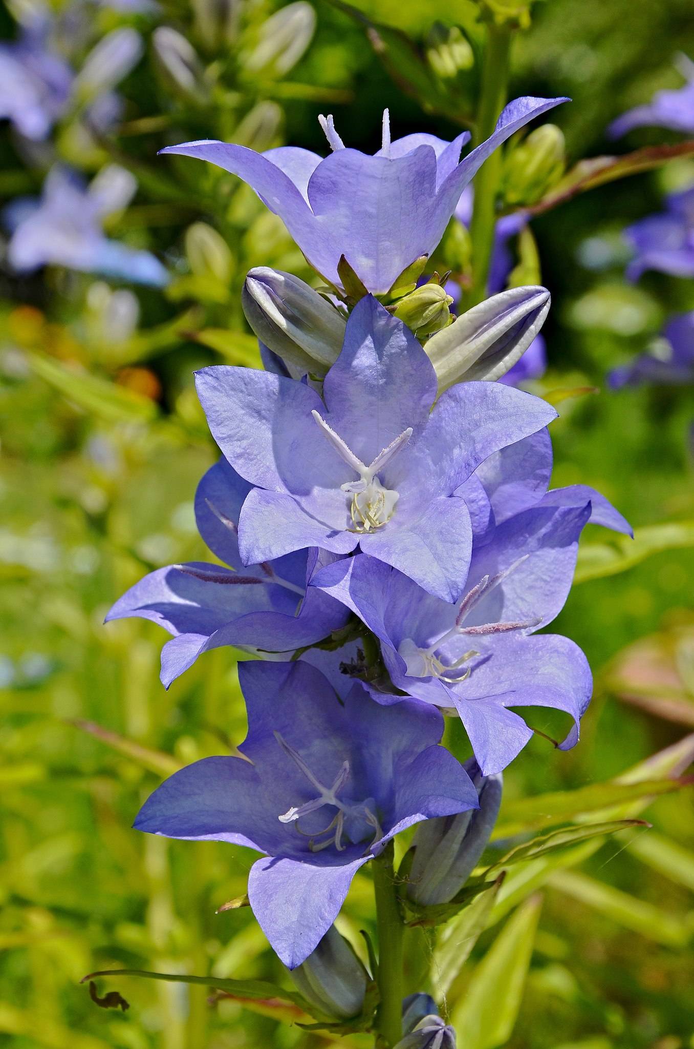 light-blue flowers with lavender stigmas, cream stamens, and lime leaves