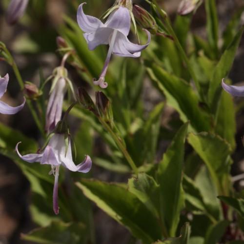 light-purple flowers with purple styles and stigmas, dark-purple buds, olive leaves and stems