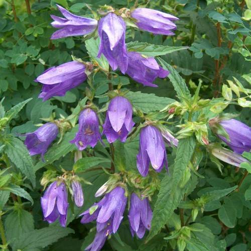 purple flowers with green-pink sepals, green-pink buds, green leaves and brown stems