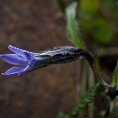 a blue flower with green leaves and stems
