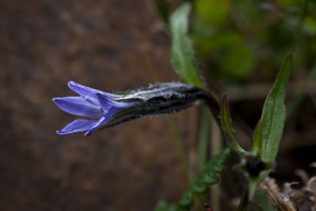 a blue flower with green leaves and stems