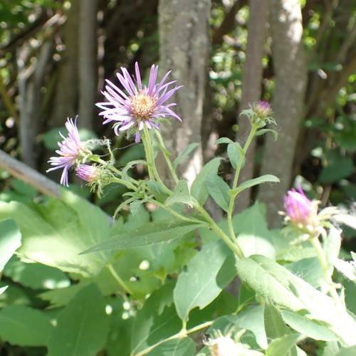pink-purple flowers with white-purple center, purple-pink buds, green leaves, and light-green stems