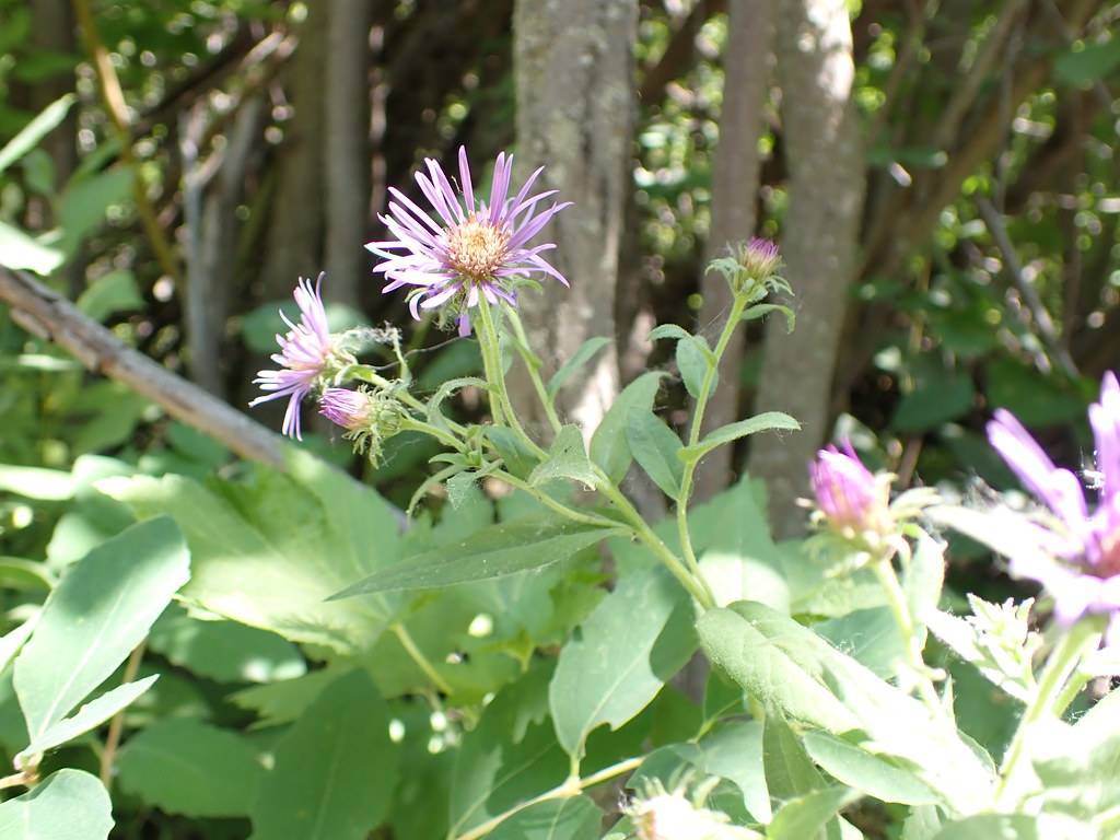 pink-purple flowers with white-purple center, purple-pink buds, green leaves, and light-green stems